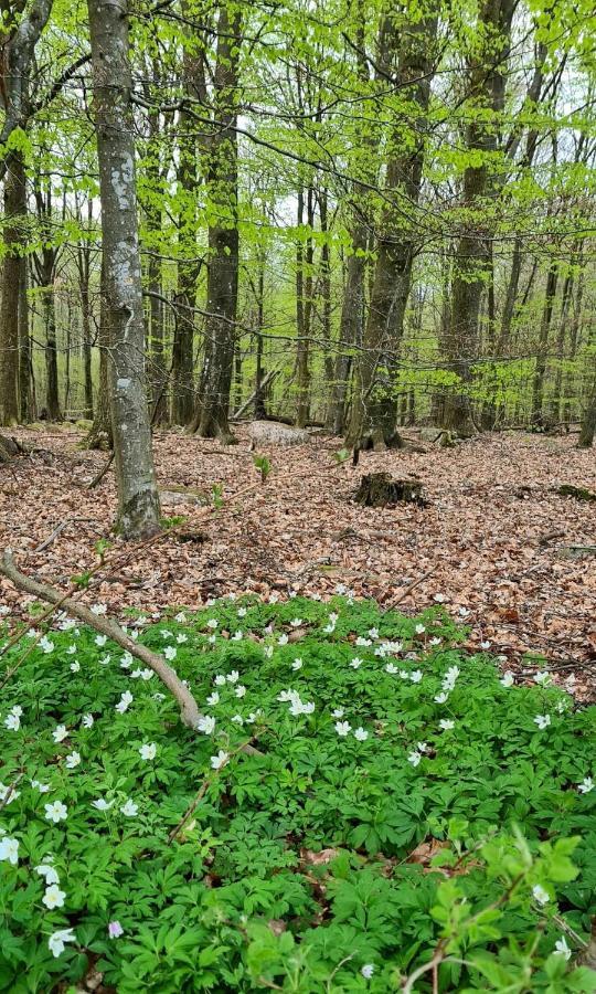 Lill Hagahus, Soederasens Nationalpark Villa Kågeröd Eksteriør bilde